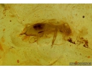 Click beetle, Elateroidea and Mites, Acari. Fossil inclusion in Baltic amber #8582