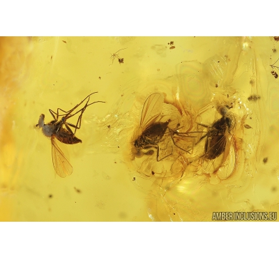 True Bug, Miridae and Gnats. Fossil insects in Baltic amber #8584
