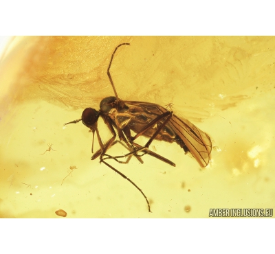 Nice Dance fly, Empididae. Fossil insect in Baltic amber #8586