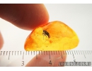 Nice Dance fly, Empididae. Fossil insect in Baltic amber #8586