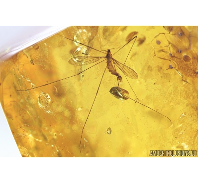 Crane Fly, Limoniidae. Fossil insect in Ukrainian amber #8587