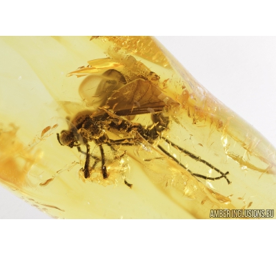 Rare March fly, Bibionidae. Fossil insect in Baltic amber #8588