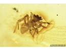 Scuttle Fly Phoridae and Spider Araneae. Fossil insects in Baltic amber #8589