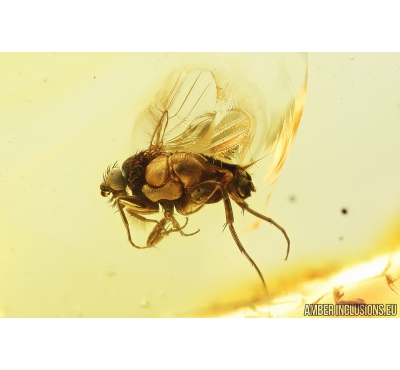 Scuttle Fly Phoridae and Spider Araneae. Fossil insects in Baltic amber #8589