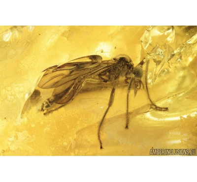 Rare march fly, Plecia. Fossil insect in Ukrainian amber #8590