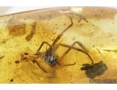 Fragment of Cricket Orthoptera. Fossil inclusion in Ukrainian amber #8591