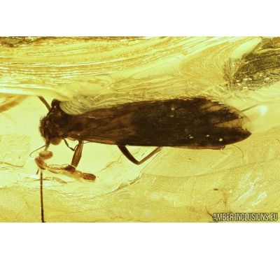 Caddisfly Trichoptera with Eggs! and More. Fossil insects in Big 36 grams Baltic amber stone  #8594