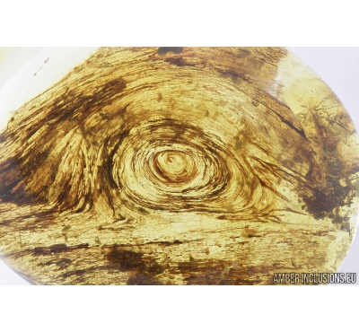 Nice wood fragment. Fossil inclusion in Baltic amber #8595