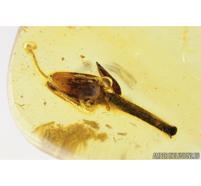 Nice Flower. Fossil inclusion in Baltic amber #8597