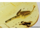 Nice Flower. Fossil inclusion in Baltic amber #8597