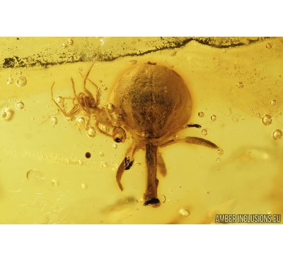 Nice Fruit and Spider. Fossil inclusions in Baltic amber #8598