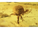 Nice Fruit and Spider. Fossil inclusions in Baltic amber #8598