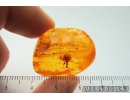 Nice Fruit and Spider. Fossil inclusions in Baltic amber #8598