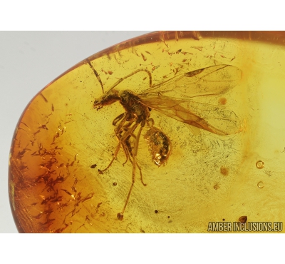 Winged Ant, Hymenoptera and More . Fossil inclusions in Baltic amber #8599