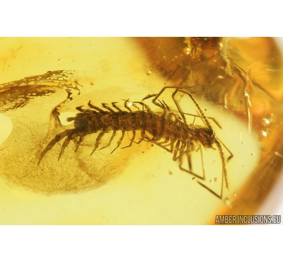 Nice Centipede, Lithobiidae. Fossil insect in Baltic amber #8600