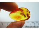 Nice Centipede, Lithobiidae. Fossil insect in Baltic amber #8600