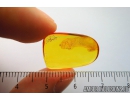 Reptilia, Lizard Skin Fragment. Fossil inclusion in Baltic amber #8602