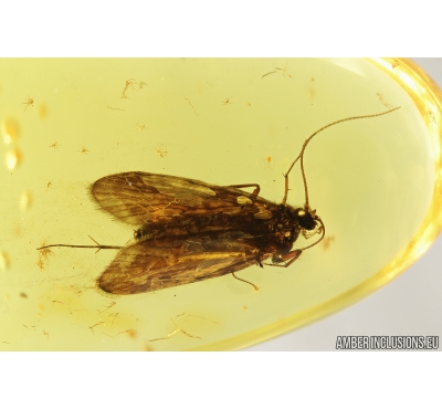Nice Caddisfly, Trichoptera. Fossil insect in Baltic amber stone #8604