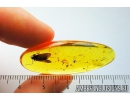 Nice Caddisfly, Trichoptera. Fossil insect in Baltic amber stone #8604