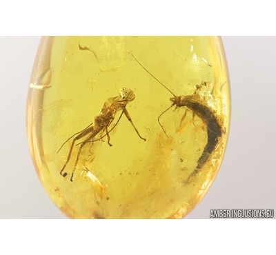 Nice Walking stick, Phasmatodea and Bristletail, Machilidae. Fossil insects in Baltic amber #8605