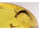Nice Walking stick, Phasmatodea and Bristletail, Machilidae. Fossil insects in Baltic amber #8605