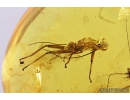 Nice Walking stick, Phasmatodea and Bristletail, Machilidae. Fossil insects in Baltic amber #8605