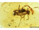 Ant Myrmicinae. Fossil insect in Baltic amber #8606