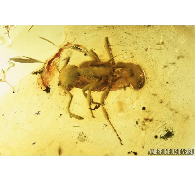 Ant Myrmicinae. Fossil insect in Baltic amber #8606