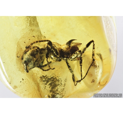 Rare Ant, Hymenoptera. Fossil insect in Baltic amber #8607