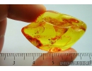 Pseudoscorpion. Fossil inclusion in Baltic amber #8609