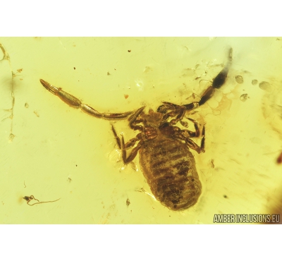 Nice Pseudoscorpion. Fossil inclusion in Baltic amber #8610