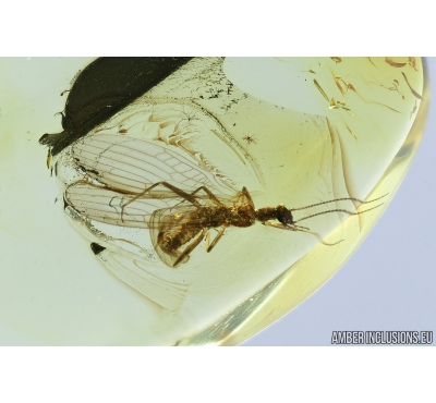 Stonefly, Plecoptera. Fossil insect in Baltic amber #8611