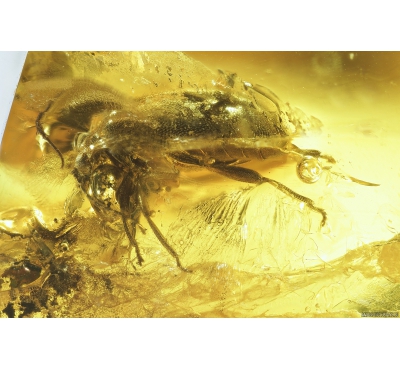 Beetle, Spider-Exuvia in spider web, Wasp and Flies. Fossil inclusions in Baltic amber #8615