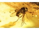 Beetle, Spider-Exuvia in spider web, Wasp and Flies. Fossil inclusions in Baltic amber #8615