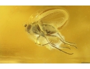Beetle, Spider-Exuvia in spider web, Wasp and Flies. Fossil inclusions in Baltic amber #8615