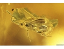 Beetle, Spider-Exuvia in spider web, Wasp and Flies. Fossil inclusions in Baltic amber #8615