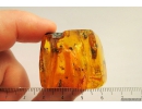 Beetle, Spider-Exuvia in spider web, Wasp and Flies. Fossil inclusions in Baltic amber #8615
