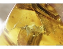 Beetle, Spider-Exuvia in spider web, Wasp and Flies. Fossil inclusions in Baltic amber #8615