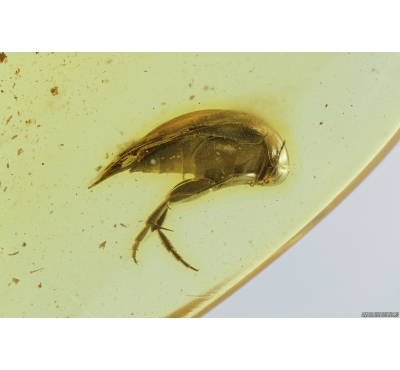 Tumbling Flower Beetle, Mordellidae. Fossil insect in Baltic amber #8616