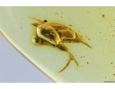 Tumbling Flower Beetle, Mordellidae. Fossil insect in Baltic amber #8616