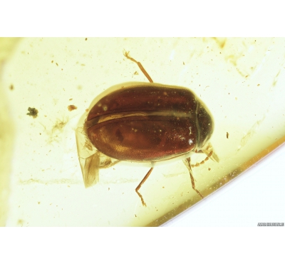 Nice Marsh beetle, Scirtidae. in Baltic amber #8618