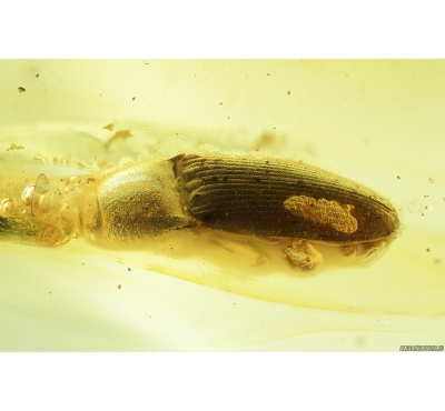 Click beetle, Elateroidea. Fossil inclusion in Baltic amber #8620