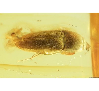 Click beetle, Elateroidea. Fossil inclusion in Baltic amber #8621