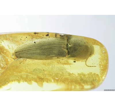 Big 11mm Click beetle, Elateroidea. Fossil inclusion in Baltic amber #8622
