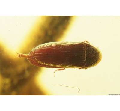 Nice Click beetle, Elateroidea Throscidae and Plants. Fossil inclusions in Ukrainian Rovno amber #8624