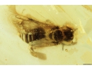 Honey Bee, Apoidea. Fossil insect in Baltic amber #8625