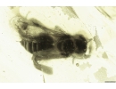 Honey Bee, Apoidea. Fossil insect in Baltic amber #8625