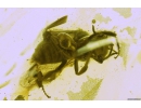 Honey Bee, Apoidea. Fossil insect in Baltic amber #8625