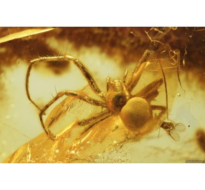 Spider Araneae and Flies. Fossil inclusions in Baltic amber #8627