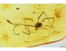 Harvestman, Opiliones. Fossil inclusion in Baltic amber #8628